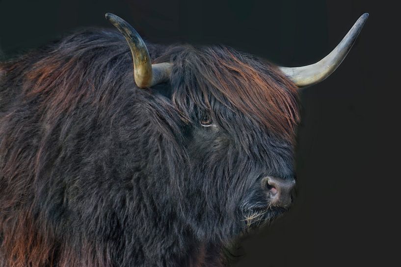 black highland cow by Joachim G. Pinkawa