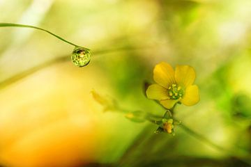 Dew drop and yellow flower by Irene Lommers