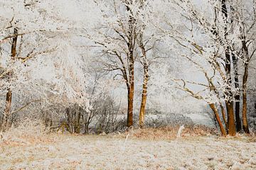 DUTCH WINTER LANDSCAPE by Petra Terpstra