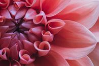 macro foto dahlia van Monique de Koning thumbnail