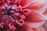 macro foto dahlia