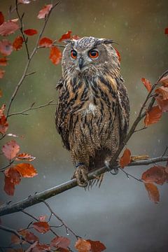 eagle owl