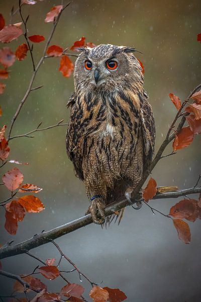 aigle hibou par Andy van der Steen - Fotografie
