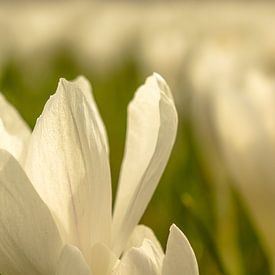 Crocus by Ron van Ewijk