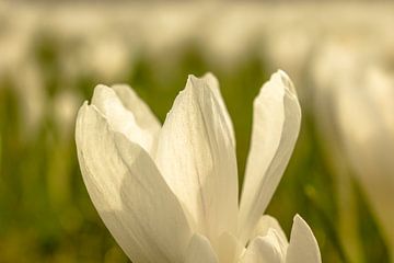 Crocus van Ron van Ewijk