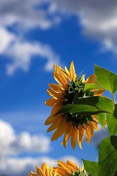 Zonnebloemen met bewolkte hemel van Thomas Jäger
