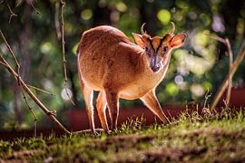 Muntjak von Rob Boon