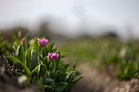 Tulipes du Polder du Nord-Est