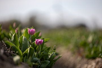 Tulpen uit de Noordoostpolder van Renate Pit - du Pont