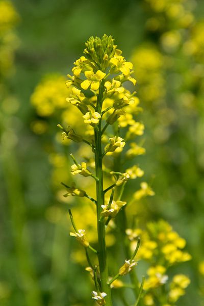 Closeup gele bloem (White Mustard) van Kristof Leffelaer