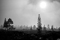 Fog landscape monochrome