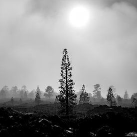 Mist Landschap Monochroom van Candy Rothkegel / Bonbonfarben