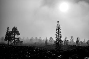 Mist Landschap Monochroom van Candy Rothkegel / Bonbonfarben