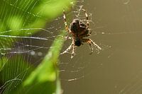 Spider in web