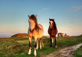 wilde pony's  von Dirk Vervoort