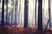 Monastery Forest