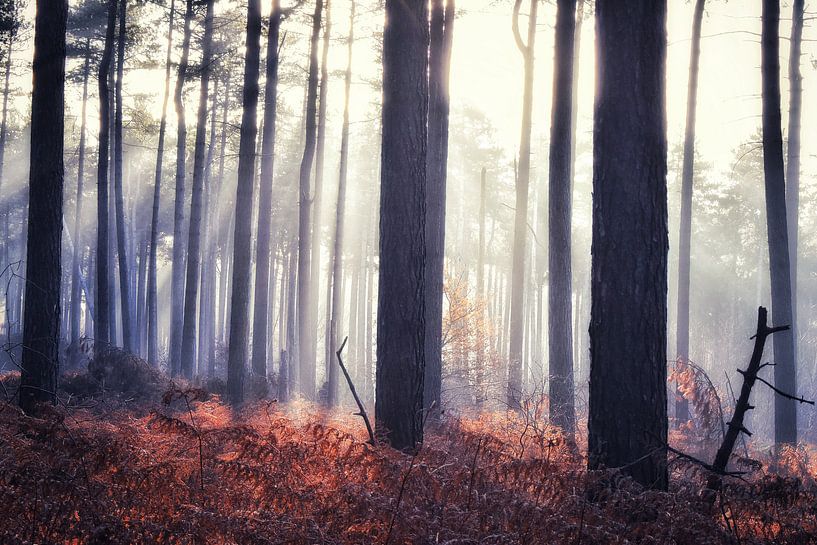 Forêt du monastère par Paul Vermeeren