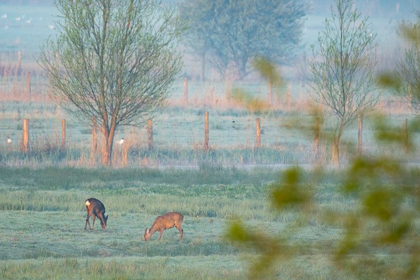 Reetjes in polderlandschap van Sam Mannaerts