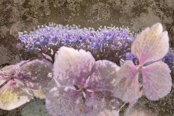 Hortensia bloem met oude rustieke uitstraling van Lisette Rijkers