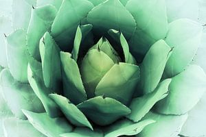 CACTUS VI