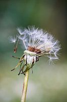 Paardenbloem