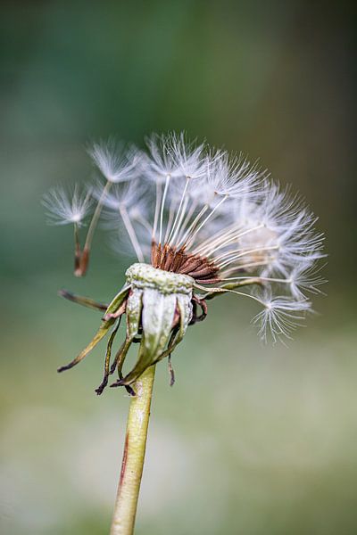 Dandelion by Holger Spieker