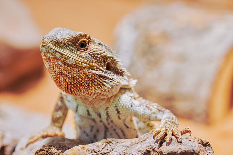 Männliche Bartagame Nahaufnahme von C. Nass