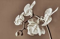 Orchid