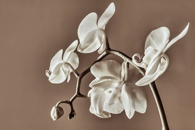 Orchidee von Rik Verslype