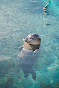 Common seal in Ecomare by Faye van Genderen