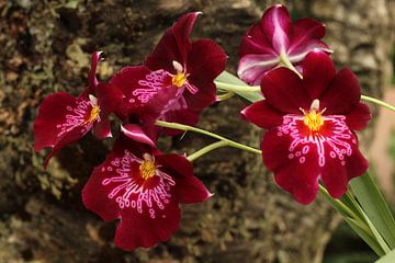 Die Orchideen von Cornelis (Cees) Cornelissen