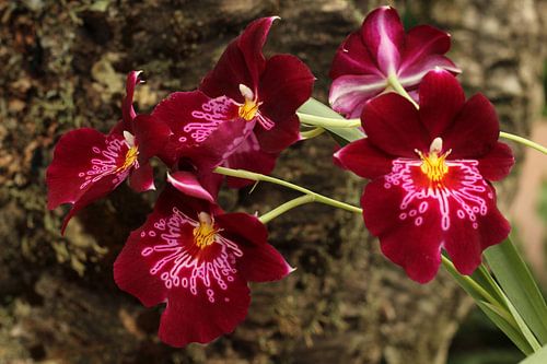 The Orchidees