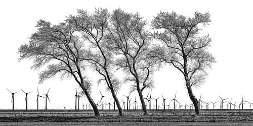 Une rangée d'arbres dans le sud de la Frise, avec les éoliennes du polder NO en arrière-plan