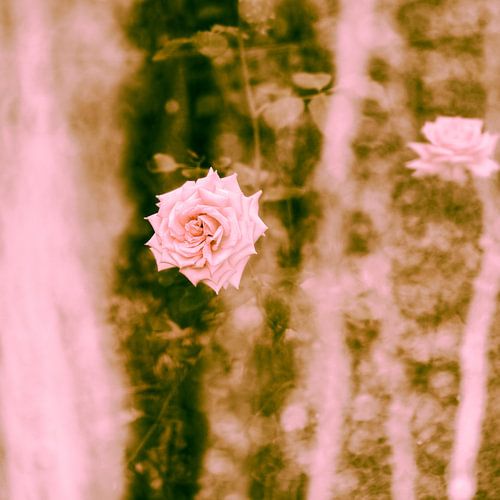 Old rose roses in historic limed greenhouse