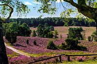 Lüneburger Heide