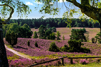 Lüneburger Heide