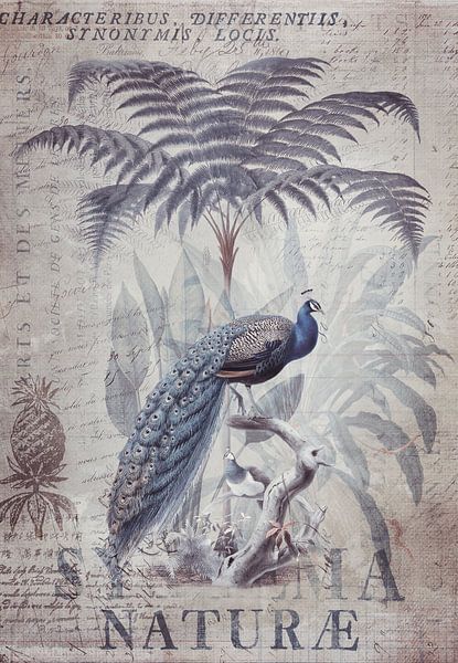 The Peacock King by Andrea Haase