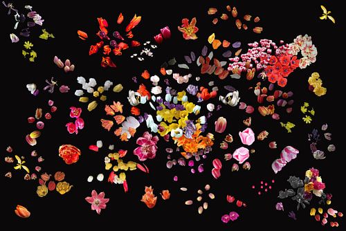 Projekt #RGBMitTulpe2016