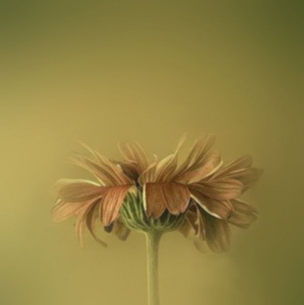 Ochtend mist by Judith Marie