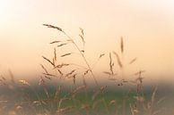 Grassen in opkomend zonlicht van Pascal Raymond Dorland thumbnail