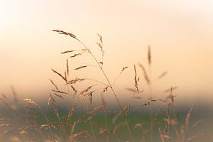 Graminées en soleil levant