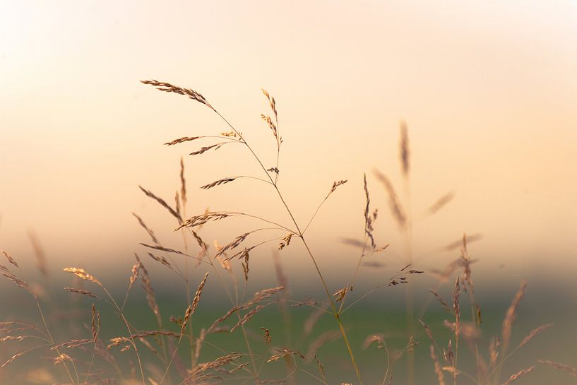 Grassen in opkomend zonlicht van Pascal Raymond Dorland