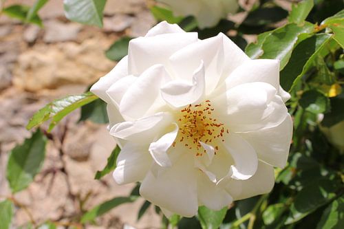 witte roos von Petra Van Hijfte