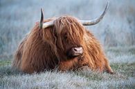 Schotse Hooglander in bevroren gras van Laura Loeve thumbnail