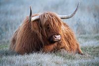 Le Highlander écossais dans l'herbe gelée