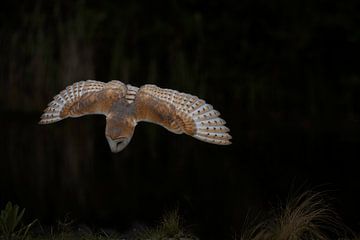 Barn owl in flight. by Larissa Rand