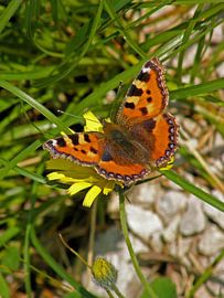 Kleine vos vlinder von Ben Hoftijzer