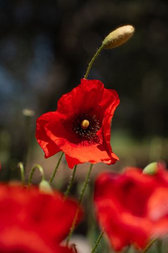 Poppy above the field by Mirja van Dijk