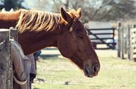 Tam paard in de stal - Rustig landelijk tafereel van Carolina Reina thumbnail