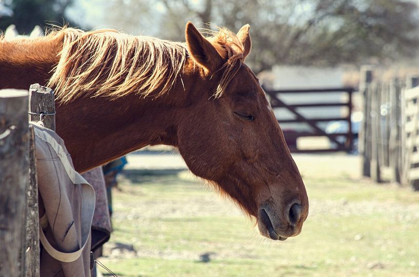 Tam paard in de stal - Rustig landelijk tafereel van Carolina Reina